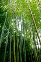 Forest of bamboos. © Guillaume Plisson / Plisson La Trinité / AA12882 - Photo Galleries - Bamboo