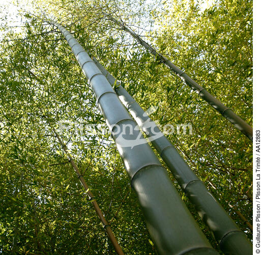 Forêt de bambous. - © Guillaume Plisson / Plisson La Trinité / AA12883 - Nos reportages photos - Format carré
