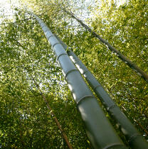Forêt de bambous. © Guillaume Plisson / Plisson La Trinité / AA12883 - Nos reportages photos - Format carré