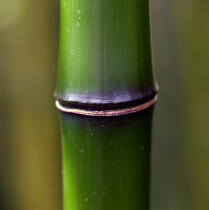 Bamboos. © Guillaume Plisson / Plisson La Trinité / AA12884 - Photo Galleries - Flora
