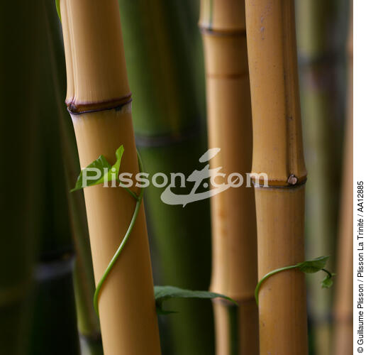 Bamboos. - © Guillaume Plisson / Plisson La Trinité / AA12885 - Photo Galleries - Flora