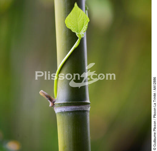 Bambous. - © Guillaume Plisson / Plisson La Trinité / AA12886 - Nos reportages photos - Format carré