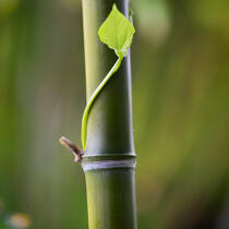 Bamboos. © Guillaume Plisson / Plisson La Trinité / AA12886 - Photo Galleries - Flora
