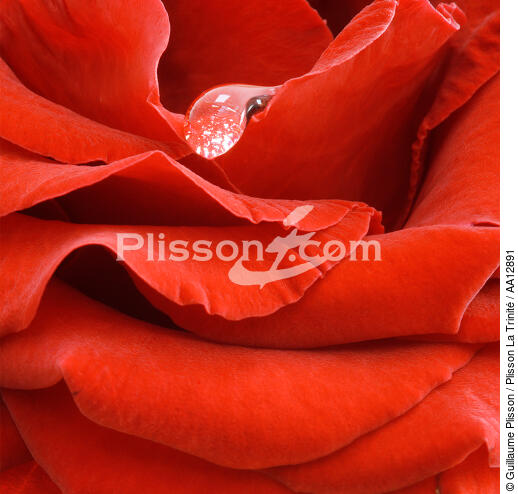 Rose rouge. - © Guillaume Plisson / Plisson La Trinité / AA12891 - Nos reportages photos - Fleur