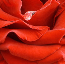 Red rose. © Guillaume Plisson / Plisson La Trinité / AA12891 - Photo Galleries - Flora