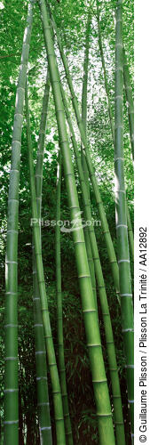 Forest of bamboos. - © Guillaume Plisson / Plisson La Trinité / AA12892 - Photo Galleries - Flora
