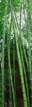 Forest of bamboos. © Guillaume Plisson / Plisson La Trinité / AA12892 - Photo Galleries - Vertical panoramic