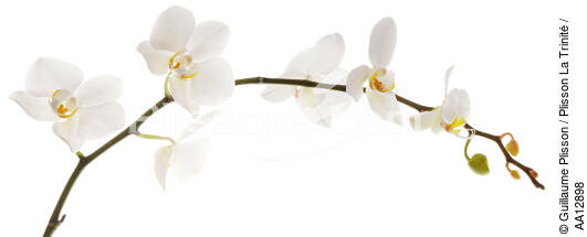 Orchid. - © Guillaume Plisson / Plisson La Trinité / AA12898 - Photo Galleries - Flora