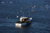 Bateau de pêche dans le Maine. © Philip Plisson / Plisson La Trinité / AA12950 - Nos reportages photos - Oiseau marin