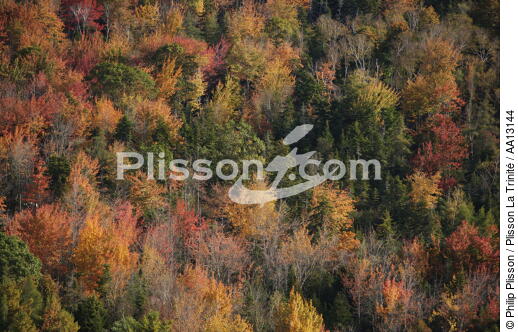 Autumn in Maine. - © Philip Plisson / Plisson La Trinité / AA13144 - Photo Galleries - Tree