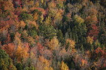 Autumn in Maine. © Philip Plisson / Plisson La Trinité / AA13144 - Photo Galleries - Tree