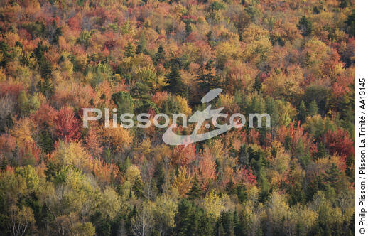 Autumn in Maine. - © Philip Plisson / Plisson La Trinité / AA13145 - Photo Galleries - Flora