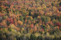 Autumn in Maine. © Philip Plisson / Plisson La Trinité / AA13145 - Photo Galleries - Forest