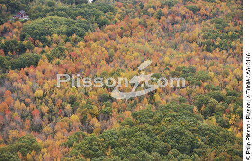 Autumn in Maine. - © Philip Plisson / Plisson La Trinité / AA13146 - Photo Galleries - Tree