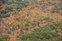 Autumn in Maine. © Philip Plisson / Plisson La Trinité / AA13146 - Photo Galleries - Flora