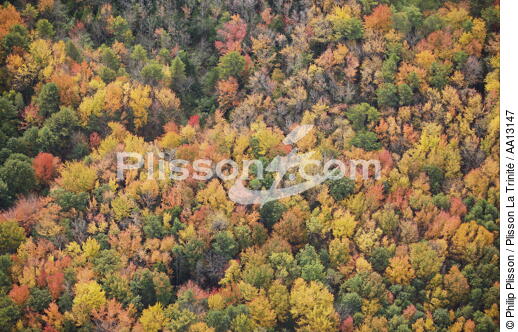 Autumn in Maine. - © Philip Plisson / Plisson La Trinité / AA13147 - Photo Galleries - Forest