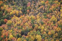 Autumn in Maine. © Philip Plisson / Plisson La Trinité / AA13147 - Photo Galleries - Tree