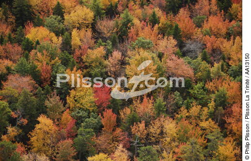 Autumn in Maine. - © Philip Plisson / Plisson La Trinité / AA13150 - Photo Galleries - Forest