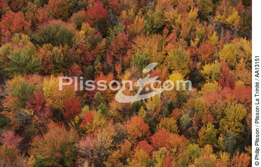 Autumn in Maine. - © Philip Plisson / Plisson La Trinité / AA13151 - Photo Galleries - Forest