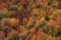 Autumn in Maine. © Philip Plisson / Plisson La Trinité / AA13151 - Photo Galleries - Flora