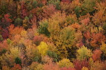 Autumn in Maine. © Philip Plisson / Plisson La Trinité / AA13152 - Photo Galleries - Flora
