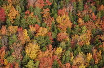 Autumn in Maine. © Philip Plisson / Plisson La Trinité / AA13154 - Photo Galleries - Tree