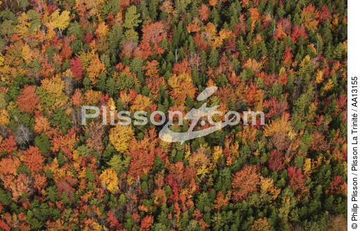 Autumn in Maine. - © Philip Plisson / Plisson La Trinité / AA13155 - Photo Galleries - Flora