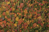 Autumn in Maine. © Philip Plisson / Plisson La Trinité / AA13155 - Photo Galleries - Tree