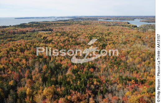 Autumn in Maine. - © Philip Plisson / Plisson La Trinité / AA13157 - Photo Galleries - Tree