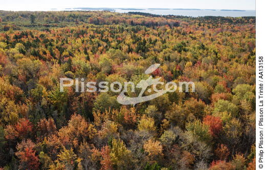 Autumn in Maine. - © Philip Plisson / Plisson La Trinité / AA13158 - Photo Galleries - Forest