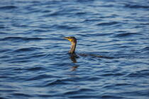 Cormoran. © Philip Plisson / Plisson La Trinité / AA13201 - Nos reportages photos - Oiseau marin