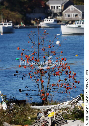 Paysage dans le Maine. - © Philip Plisson / Plisson La Trinité / AA13210 - Nos reportages photos - Arbre