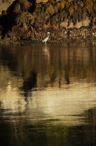 Héron in Maine. © Philip Plisson / Plisson La Trinité / AA13270 - Photo Galleries - Marshland bird