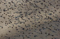 Cormorants flight. © Philip Plisson / Plisson La Trinité / AA13444 - Photo Galleries - Cormorant