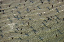 Cormorants flight. © Philip Plisson / Plisson La Trinité / AA13445 - Photo Galleries - Cape Cod Bay