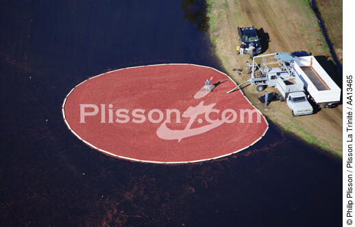 Récolte d'airelles dans le Massachusetts. - © Philip Plisson / Plisson La Trinité / AA13465 - Nos reportages photos - Transport routier