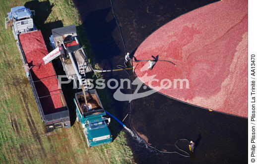 Récolte d'airelles dans le Massachusetts. - © Philip Plisson / Plisson La Trinité / AA13470 - Nos reportages photos - Transport routier