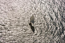 Sailing boat in Massachusetts. © Philip Plisson / Plisson La Trinité / AA13738 - Photo Galleries - New England