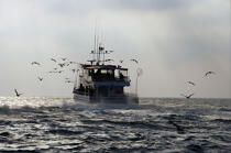 Pêche davant Montauk dans l'état de New-York. © Philip Plisson / Plisson La Trinité / AA13806 - Nos reportages photos - Ville [New York]