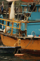 Dans le port d'Aberdeen à Hong Kong. © Philip Plisson / Plisson La Trinité / AA13979 - Nos reportages photos - Animal domestique