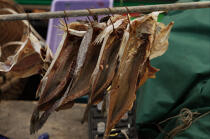 Dried Poisson. © Philip Plisson / Plisson La Trinité / AA14054 - Photo Galleries - Fish