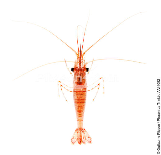 Shrimp. - © Guillaume Plisson / Plisson La Trinité / AA14092 - Photo Galleries - Shrimp