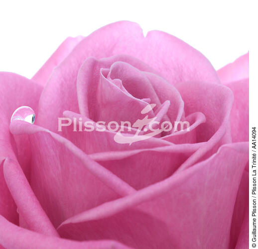 Rose rose. - © Guillaume Plisson / Plisson La Trinité / AA14094 - Nos reportages photos - Format carré