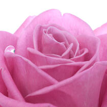Rose rose. © Guillaume Plisson / Plisson La Trinité / AA14094 - Nos reportages photos - Fleur