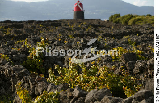 Vignes aux Açores. - © Philip Plisson / Plisson La Trinité / AA14107 - Nos reportages photos - Açores [les]