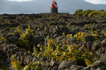 Vignes aux Açores. © Philip Plisson / Pêcheur d’Images / AA14107 - Nos reportages photos - Ile [Por]