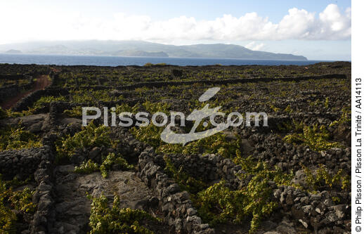vines in the Azores. - © Philip Plisson / Plisson La Trinité / AA14113 - Photo Galleries - Faial and Pico islands in the Azores