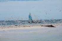Anakao - Madagascar. © Philip Plisson / Plisson La Trinité / AA14361 - Nos reportages photos - Oiseau marin