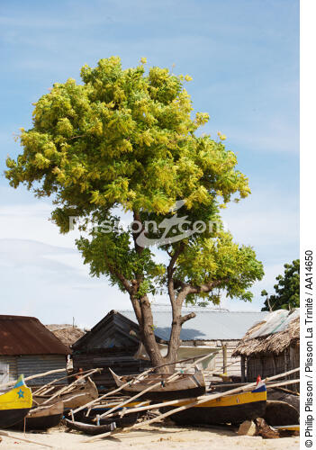 Ifaty - Madagascar. - © Philip Plisson / Plisson La Trinité / AA14650 - Nos reportages photos - Flore