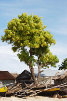 Ifaty - Madagascar. © Philip Plisson / Plisson La Trinité / AA14650 - Photo Galleries - Tree